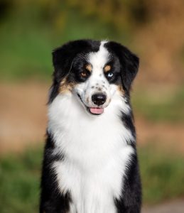 Born to Win by Bauer ~ БЬЁРН, Мини-американская овчарка, фото 2 — питомник by Bauer