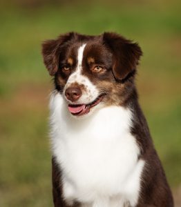 Worthy by Bauer ~ АЙСА, Мини-американская овчарка, фото 3 — питомник by Bauer