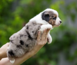 Wise by Bauer ~ ВАЙС, Мини-американская овчарка, фото 12 — питомник by Bauer