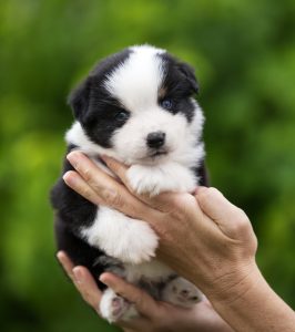 Born to Win by Bauer ~ БЬЁРН, Мини-американская овчарка, фото 4 — питомник by Bauer