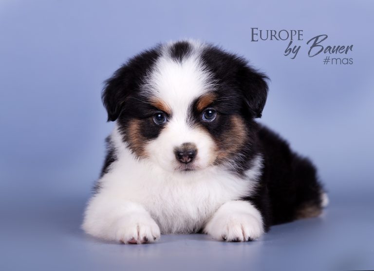 Europe by Bauer ~ ЕВА