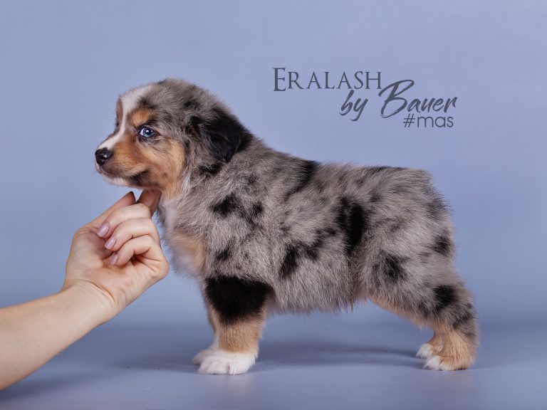 Eralash by Bauer ~ ЭРНИ