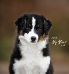 Alya by Bauer ~ МАСЯ, Мини-американская овчарка, фото 11 — питомник by Bauer