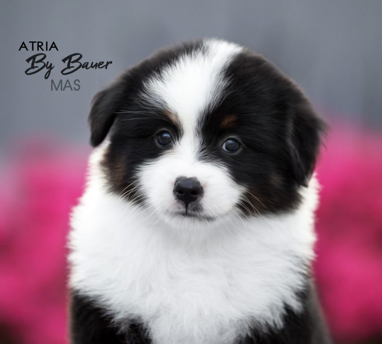 Atria by Bauer ~ LUCY