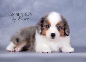 Inspiration by Bauer ~ КИВИ, Мини-американская овчарка, фото 1 — питомник by Bauer