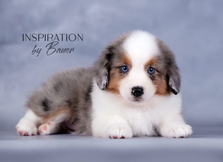 INSPIRATION by Bauer ~ КИВИ, г.Н.Новгород