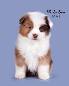 Bis by Bauer ~ БИСКВИТ, Мини-американская овчарка, фото 2 — питомник by Bauer