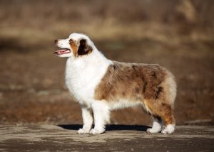 Benefits by Bauer ~ БЕНЯ, Мини-американская овчарка, фото 4 — питомник by Bauer