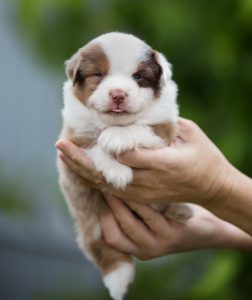 Bis by Bauer ~ БИСКВИТ, Мини-американская овчарка, фото 4 — питомник by Bauer