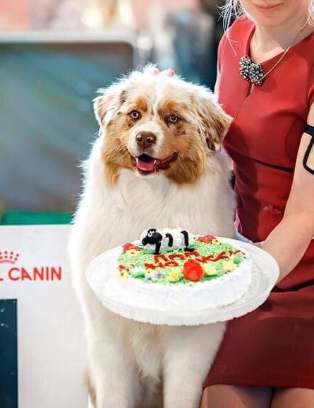 77 Show Sharm For Best Family