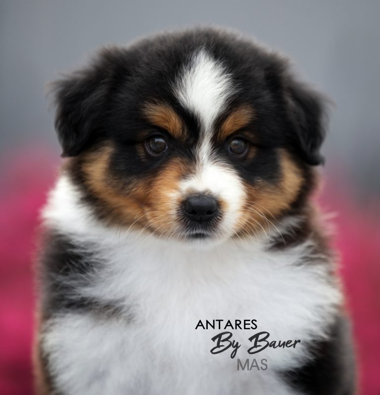 Antares by Bauer ~ ТОХА