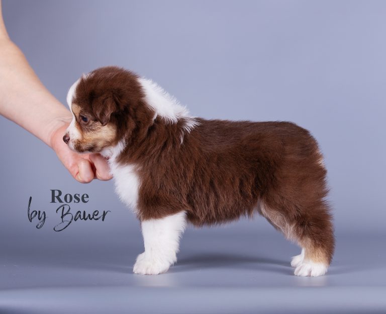 Rose by Bauer