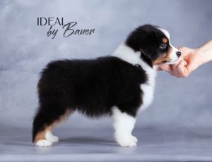 Ideal by Bauer ~ДИЛ, Мини-американская овчарка, фото 1 — питомник by Bauer