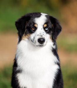 Born to Win by Bauer ~ БЬЁРН, Мини-американская овчарка, фото 3 — питомник by Bauer