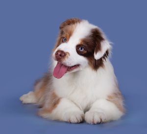 Bis by Bauer ~ БИСКВИТ, Мини-американская овчарка, фото 14 — питомник by Bauer