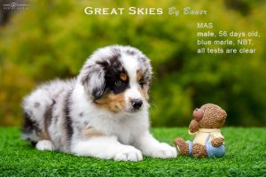 Great Skies by Bauer (НБТ) ~ ПОНЧИК, Мини-американская овчарка, фото 3 — питомник by Bauer