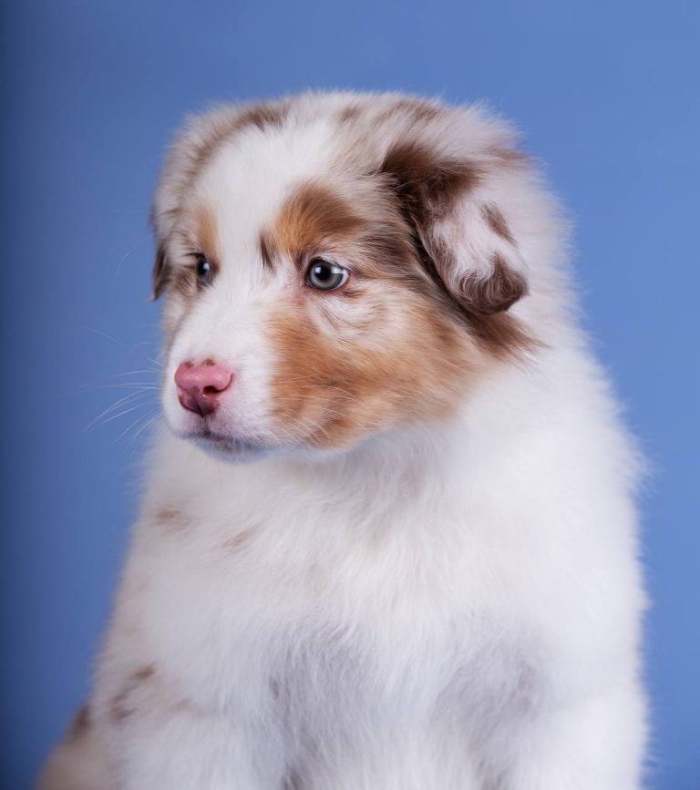 Test Жойе Бай Бауэр (1) (1)