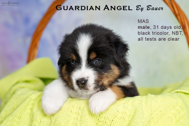 Guardin Angel by Bauer