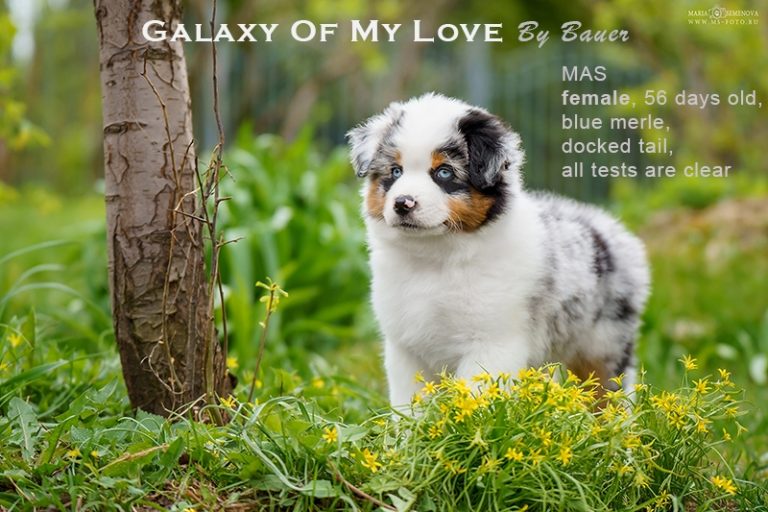 Galaxy of My Love by Bauer