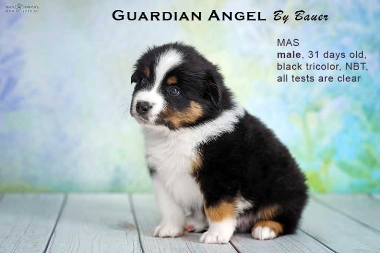 Guardin Angel by Bauer