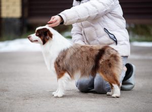 Bis by Bauer ~ БИСКВИТ, Мини-американская овчарка, фото 5 — питомник by Bauer