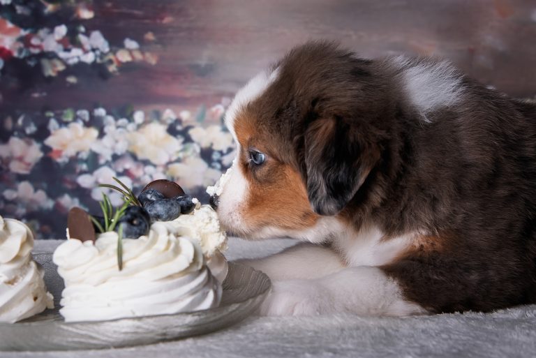 Pavlova by Bauer ~