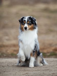 Wealth by Bauer ~ ВЕЛСИ, Мини-американская овчарка, фото 17 — питомник by Bauer