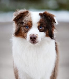 Bis by Bauer ~ БИСКВИТ, Мини-американская овчарка, фото 21 — питомник by Bauer