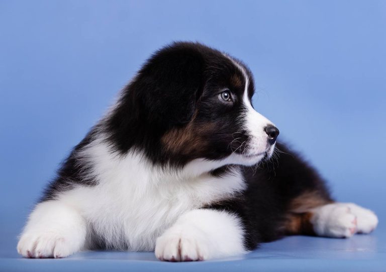 Test Жойе Бай Бауэр (1) (1)