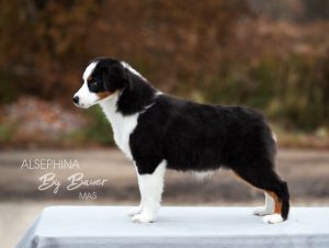 ALSEPHINA by Bauer ~ МАСЯ, Мини-американская овчарка, фото 11 — питомник by Bauer