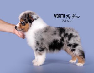 Wealth by Bauer ~ ВЕЛСИ, Мини-американская овчарка, фото 7 — питомник by Bauer