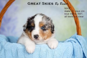 Great Skies by Bauer (НБТ) ~ ПОНЧИК, Мини-американская овчарка, фото 1 — питомник by Bauer