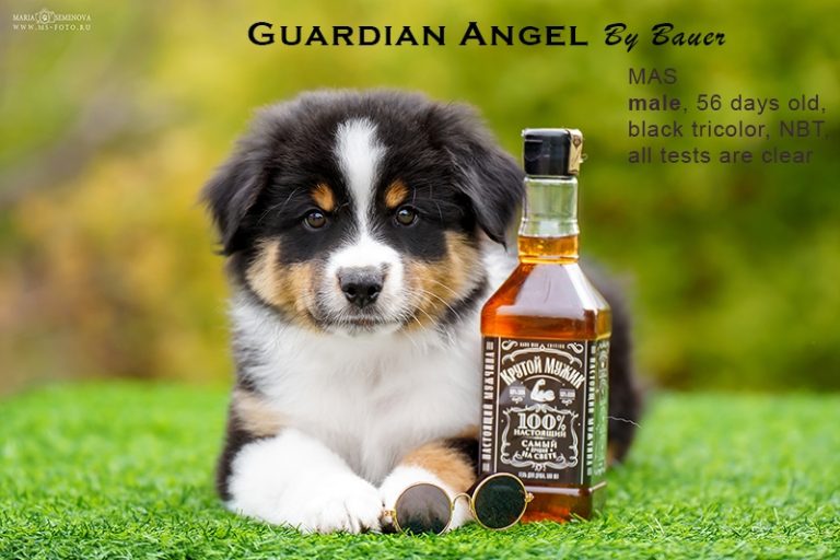 Guardin Angel by Bauer