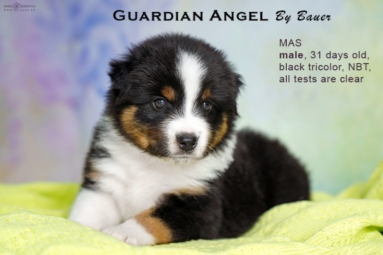 Guardin Angel by Bauer