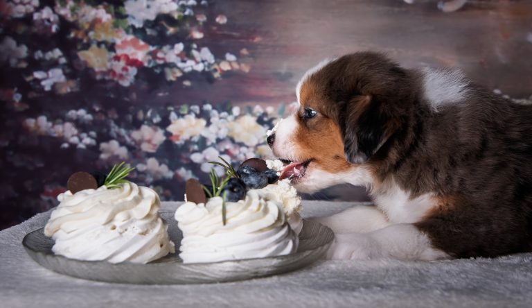 Pavlova by Bauer ~