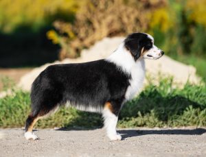 Born to Win by Bauer ~ БЬЁРН, Мини-американская овчарка, фото 11 — питомник by Bauer