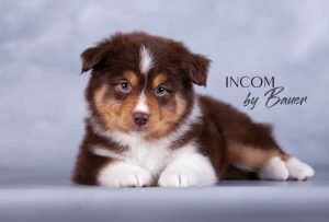 Incom by Bauer ~ ЙОКО, Мини-американская овчарка, фото 4 — питомник by Bauer