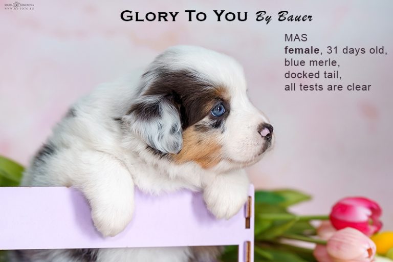 Glory to You by Bauer
