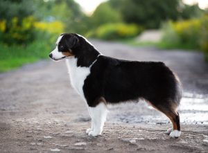 ALSEPHINA by Bauer ~ МАСЯ, Мини-американская овчарка, фото 5 — питомник by Bauer