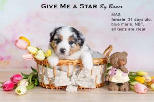 Give me a Star by Bauer (НБТ) ~ ЛЕЯ, Мини-американская овчарка, фото 1 — питомник by Bauer