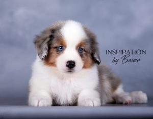 Inspiration by Bauer ~ КИВИ, Мини-американская овчарка, фото 2 — питомник by Bauer