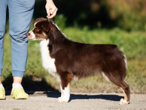 Worthy by Bauer ~ АЙСА, Мини-американская овчарка, фото 4 — питомник by Bauer