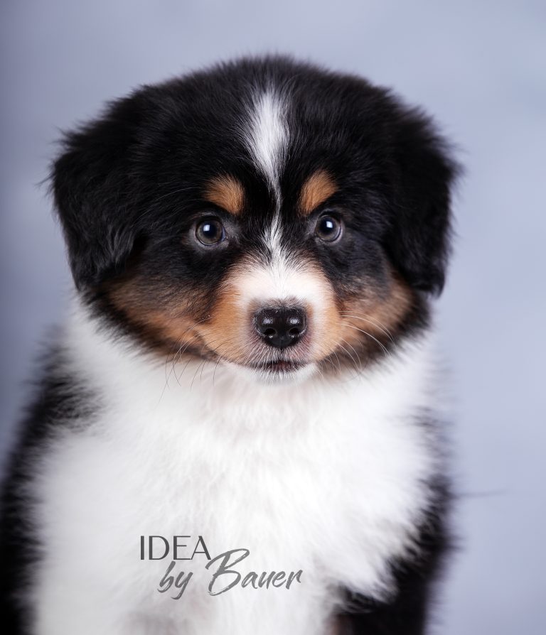 Idea by Bauer ~ УМА