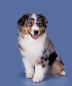 Wealth by Bauer ~ ВЕЛСИ, Мини-американская овчарка, фото 8 — питомник by Bauer