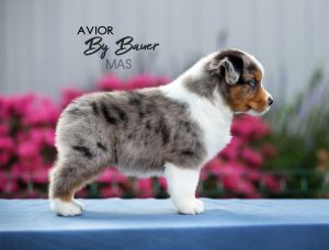 AVIOR by Bauer ~ ТАШ, Мини-американская овчарка, фото 35 — питомник by Bauer