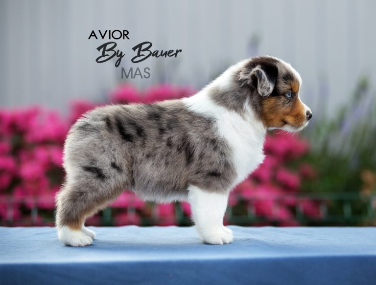 Avior by Bauer