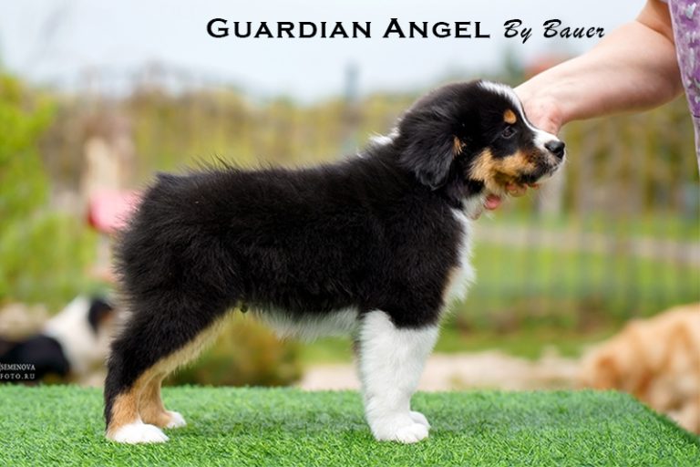 Guardin Angel by Bauer