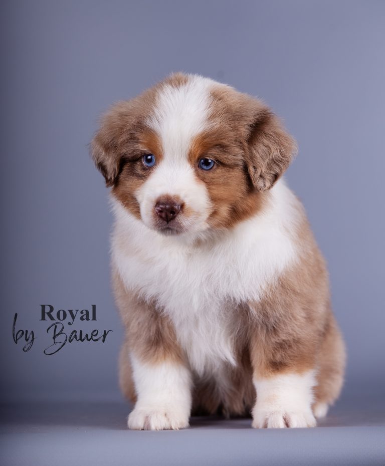 Royal by Bauer