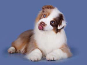 Bis by Bauer ~ БИСКВИТ, Мини-американская овчарка, фото 3 — питомник by Bauer