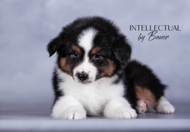 Intellectual by Bauer ~ РИККИ